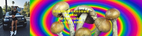 прущие грибы Армянск